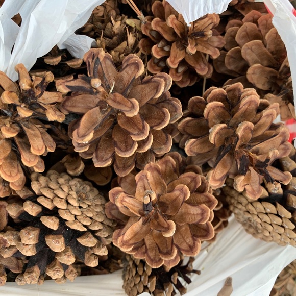 Pinecones - Picture 4 of 4